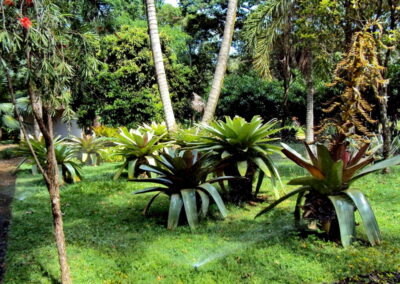 Venda e plantio de grama e paisagismo